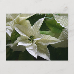 Cartes Pour Fêtes Annuelles Blanc Poinsettia Vert Noël