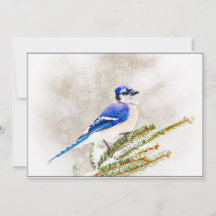 Blue Jay in Snowy Pine Tree