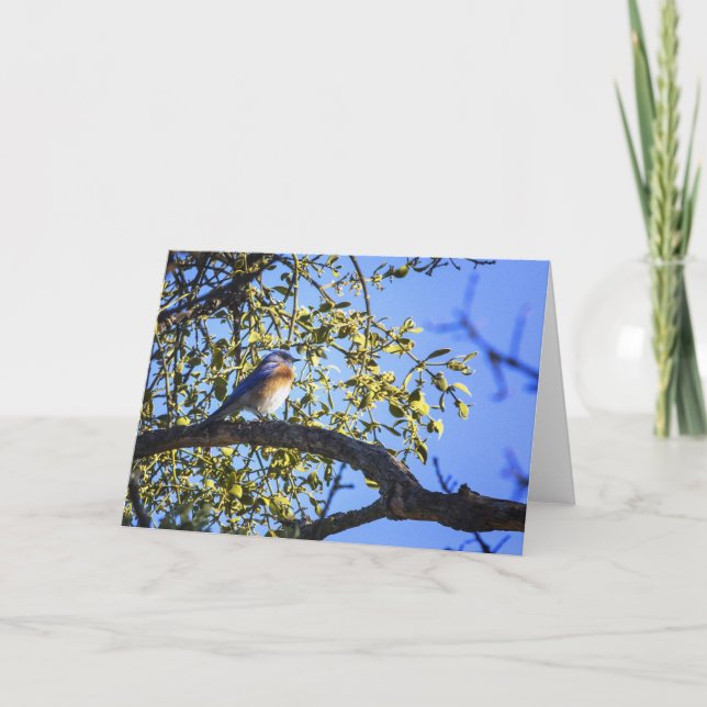 Cartes Pour Fêtes Annuelles Bluebird Under the Mistletoe Greeting Card (Devant)