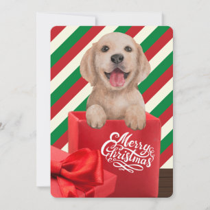 Cartes Pour Fêtes Annuelles Boîte Cadeau Chiot Retriever Doré Rayure Rouge Ver