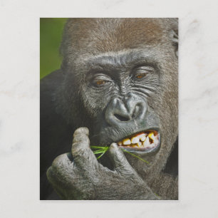Cartes Pour Fêtes Annuelles Bonne année de l'astrologie du singe Gorille