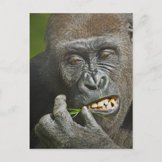 Cartes Pour Fêtes Annuelles Bonne année de l'astrologie du singe Gorille (Devant)