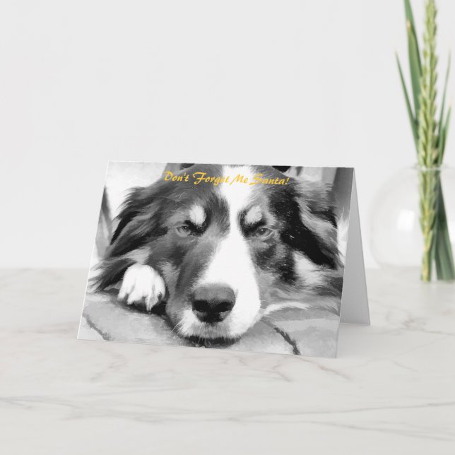 CARTES POUR FÊTES ANNUELLES BORDER COLLIE (Devant)