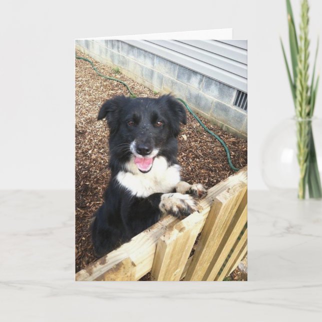 Cartes Pour Fêtes Annuelles Border Collie Tess (Devant)