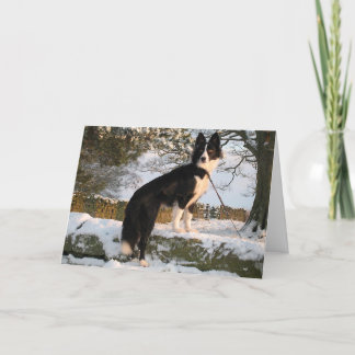 Cartes Pour Fêtes Annuelles Bordure Collie dans la neige