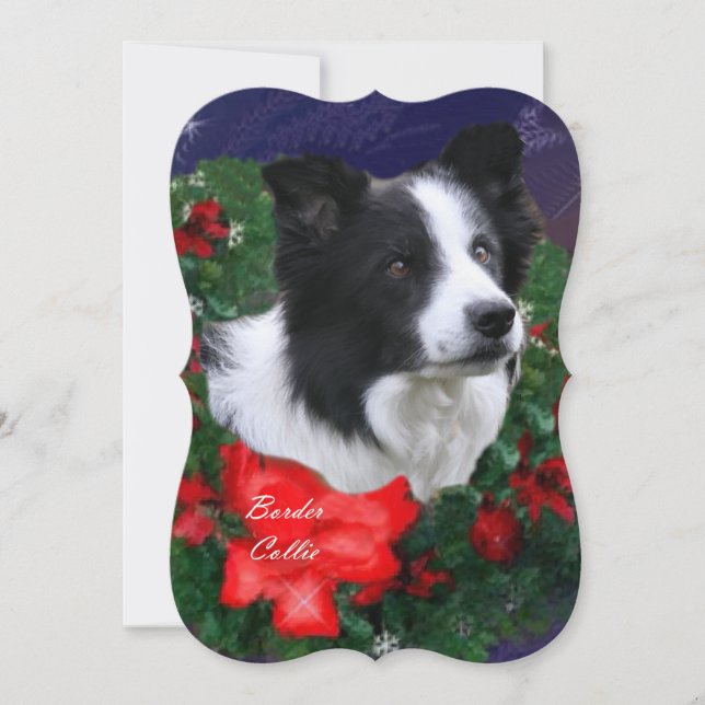 Cartes Pour Fêtes Annuelles Bordure Collie Noël Salutations (Devant)