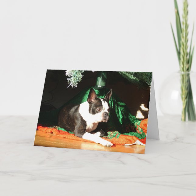 Cartes Pour Fêtes Annuelles Boston Terrier Noël avec Piper (Devant)