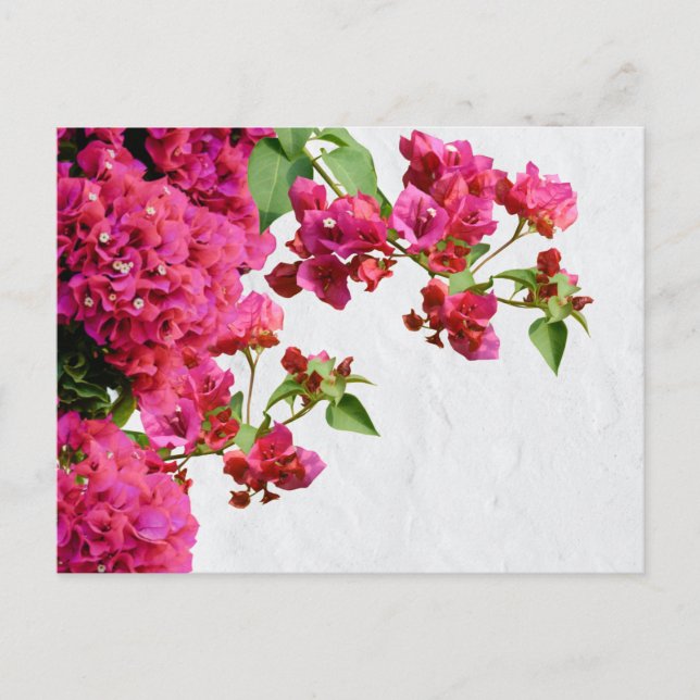 Cartes Pour Fêtes Annuelles Bougainvilliers Floral Méditerranée Grecque (Devant)