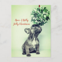 Bouledogue Français Et Gui Fête De Noël