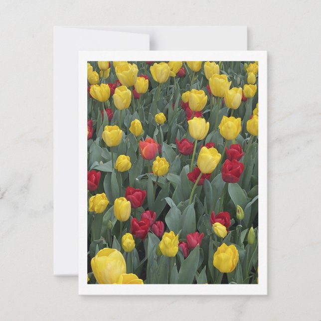 Cartes Pour Fêtes Annuelles Bowral Tulip Festival - Bowral NSW Australie (Devant)