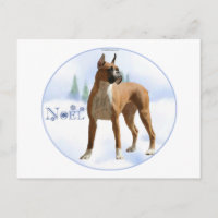 Boxer Noel