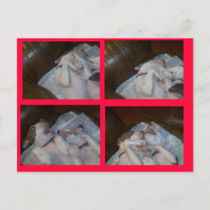 CARTES POUR FÊTES ANNUELLES BOXING MATILDAS WAITIN ON SANTA