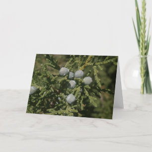 Cartes Pour Fêtes Annuelles Branche de Noël de Santa Fe des baies de genévrier