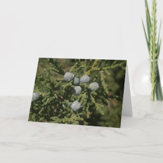 Cartes Pour Fêtes Annuelles Branche de Noël de Santa Fe des baies de genévrier