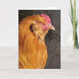 Cartes Pour Fêtes Annuelles Buff Easter Egger Rooster Toutes les occasions Sal