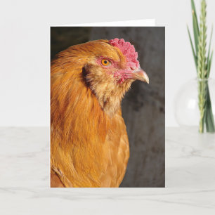 Cartes Pour Fêtes Annuelles Buff Easter Egger Rooster Toutes les occasions Sal