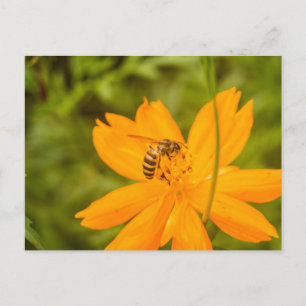 Cartes Pour Fêtes Annuelles Bumblebebe sur un cosmos à soufre
