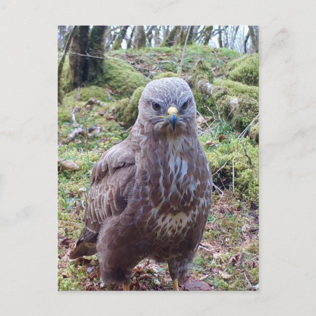 Cartes Pour Fêtes Annuelles Buzzard Avec Attitude (Devant)