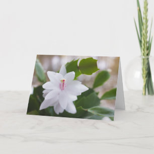 Cartes Pour Fêtes Annuelles Cactus de Noël blanc Schlumbergera CC0476 Fleur