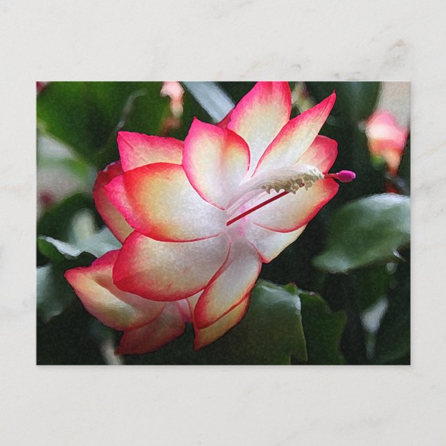 Cartes Pour Fêtes Annuelles Cactus de Noël 'Samba Brazil' (Devant)
