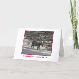 Cartes Pour Fêtes Annuelles Cadeau de Noël du Chat....