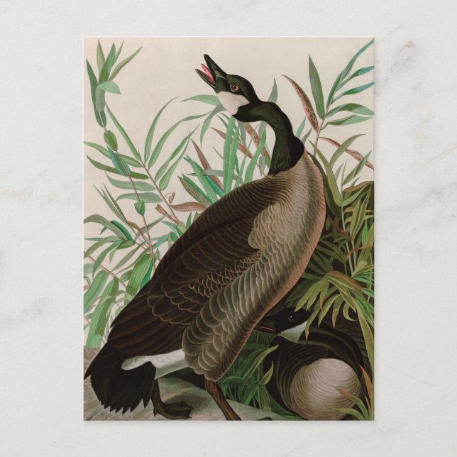 Cartes Pour Fêtes Annuelles Canada Goose Birds of America Audubon (Devant)
