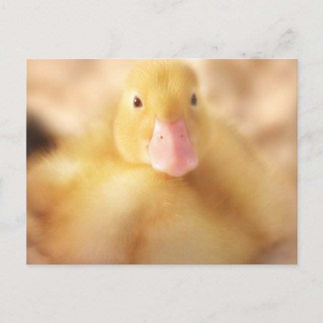 Cartes Pour Fêtes Annuelles Canard Jaune Fuzzy Bébé de Pâques Canard (Devant)