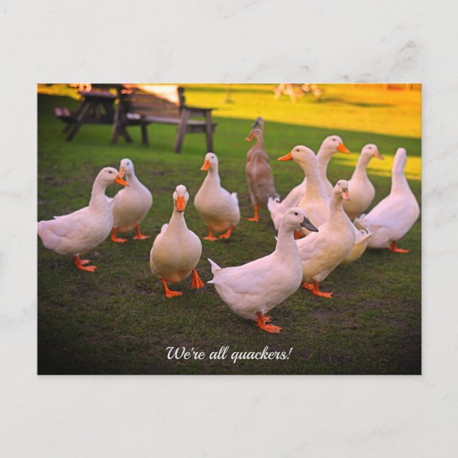 Cartes Pour Fêtes Annuelles Canards dans le parc Drôle Quackers (Devant)