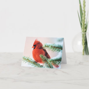 Cartes Pour Fêtes Annuelles Cardinal dans le sapin épousseté par neige