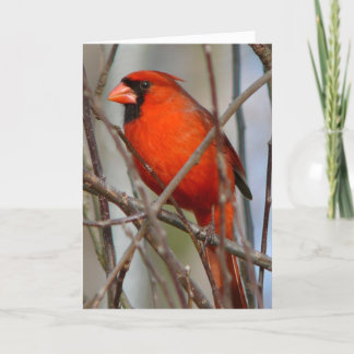 Cartes Pour Fêtes Annuelles Cardinal de Noël italien moderne