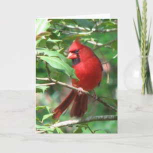 Cartes Pour Fêtes Annuelles Cardinal en Holly Card