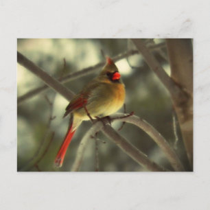 Cartes Pour Fêtes Annuelles Cardinal féminin de vacances