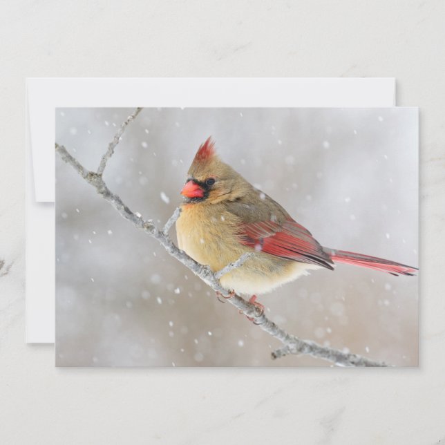 Cartes Pour Fêtes Annuelles Cardinal féminin en neige (Devant)