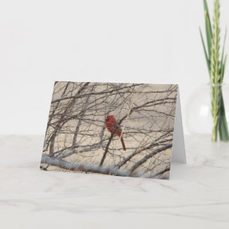 Cartes Pour Fêtes Annuelles Cardinal/Jay Bleu, Que le ciel et la nature chante