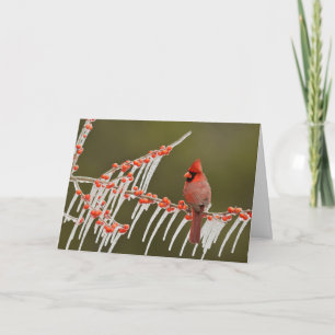 Cartes Pour Fêtes Annuelles Cardinal Perched on Icy Holly Branch