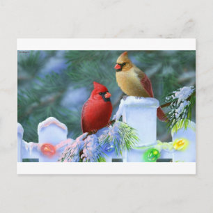 Cartes Pour Fêtes Annuelles Cardinaux et lumières de Noël