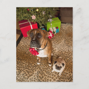 Cartes Pour Fêtes Annuelles Carlin et boxeur s'asseyant devant l'arbre de Noël
