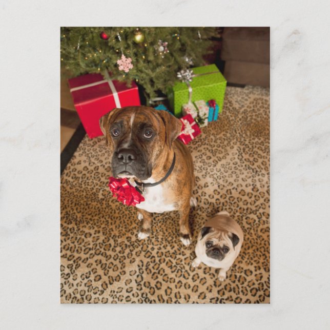 Cartes Pour Fêtes Annuelles Carlin et boxeur s'asseyant devant l'arbre de Noël (Devant)