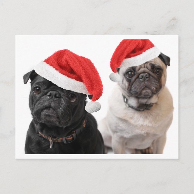 Cartes Pour Fêtes Annuelles carlins de noël (Devant)