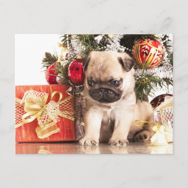 Cartes Pour Fêtes Annuelles Carlins et cadeaux de Noël (Devant)