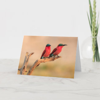 Cartes Pour Fêtes Annuelles Carmine abeilles mangeurs, delta de l'Okavango