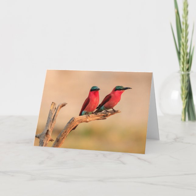 Cartes Pour Fêtes Annuelles Carmine abeilles mangeurs, delta de l'Okavango (Devant)