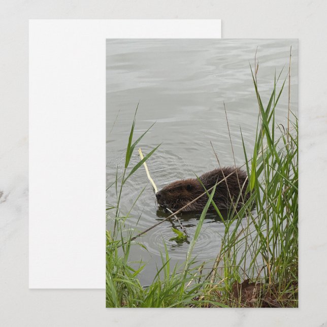 Cartes Pour Fêtes Annuelles Castor occupé (Devant / Derrière)