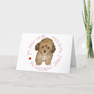 Cartes Pour Fêtes Annuelles Cavachon Chiot Premier Noël