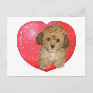 Cartes Pour Fêtes Annuelles Cavachon Valentine