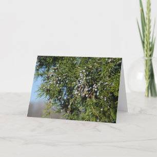 Cartes Pour Fêtes Annuelles Cèdre Berry Noël