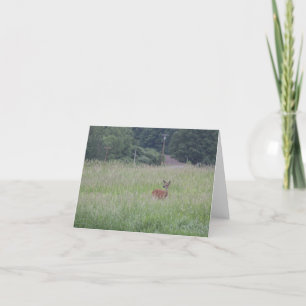 Cartes Pour Fêtes Annuelles Cerf curieux dans l'herbe haute