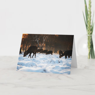 Cartes Pour Fêtes Annuelles Cerf de Noël