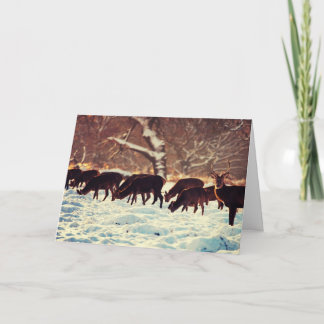 Cartes Pour Fêtes Annuelles Cerf de Noël