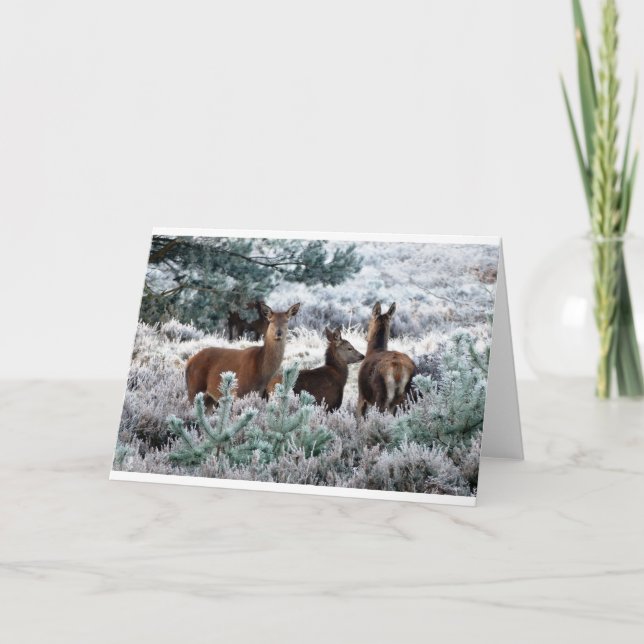 Cartes Pour Fêtes Annuelles Cerfs communs dans une scène d'hiver (Devant)